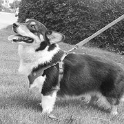 Reflective Breathable Pet Harness & Leash Set