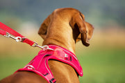 Belka Harness Black S