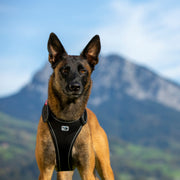 Belka Harness Black S