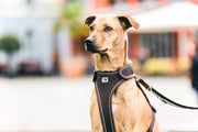 Belka Harness Black S