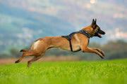 Belka Harness Black S