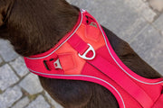 Belka Harness Black S